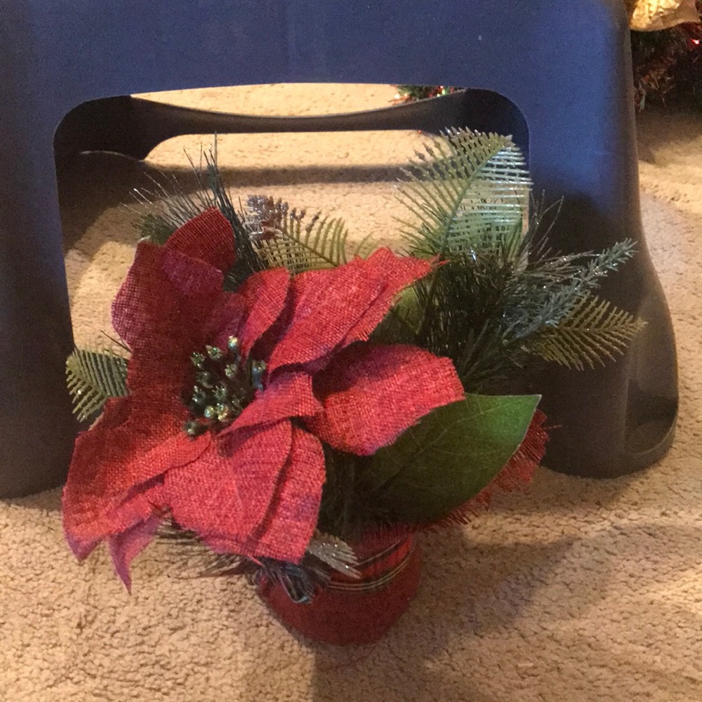 Christmas poinsettia